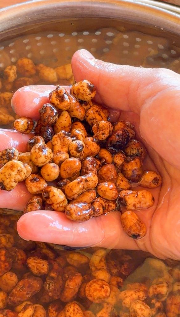 Primer plano de una mano sosteniendo un puñado de chufas hidratadas y brillantes, listas para preparar horchata artesana.
